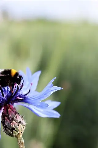Das ist ein Bild von einer Biene auf einer Kornblume
