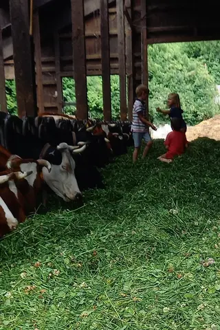 Gyso von Bonin sitzt steht im Stall bei seinen Kühen.