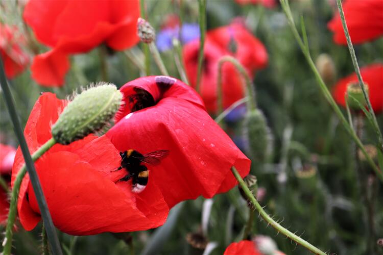 Mohnblumen