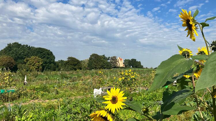 Das ist ein Bild der Saisongärten auf dem Hofgut Oberfeld