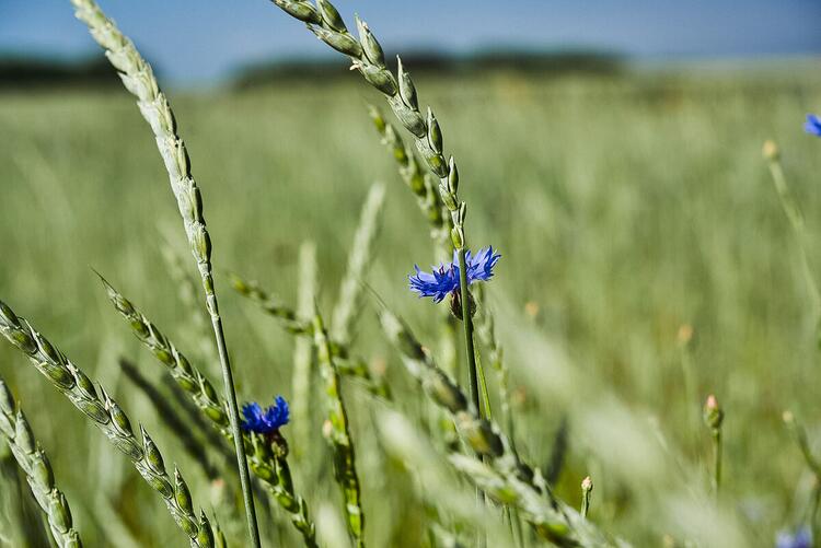 Feld
