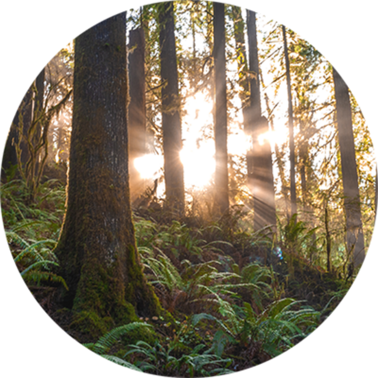 Wald mit Sonne