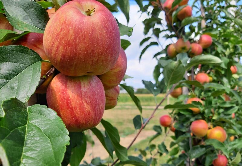 Apfelbaum mit Feld im Hintergrund