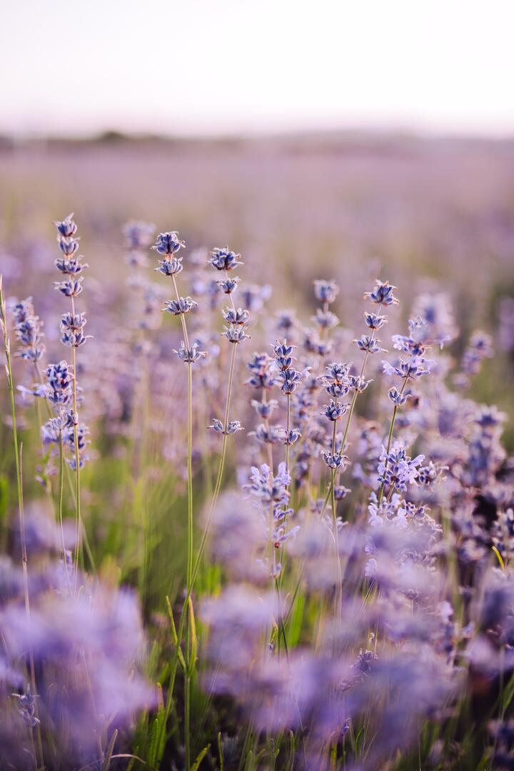 Lavende