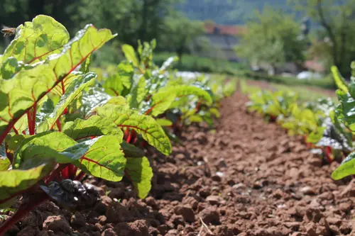 Gemüse im Ökologischen LandbauD